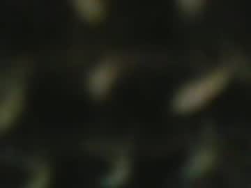 Muscle cam star Masked_masturbation_couple, 56 yrs